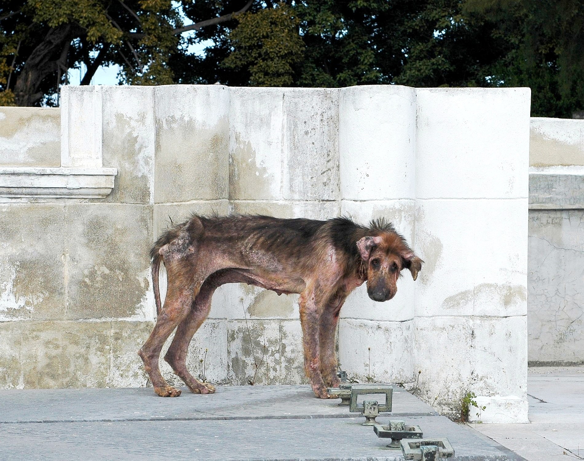 El eslabón perdido en la cadena de protección animal en Cuba