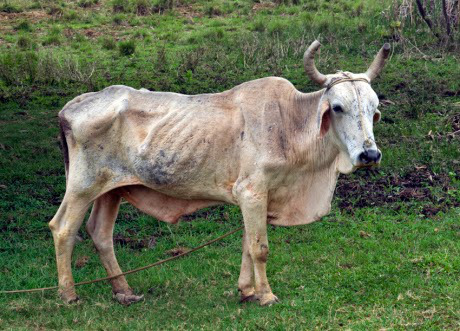 Claro que debemos votar-los!!!